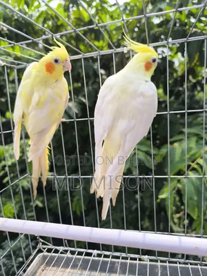 High Mutation Big Size Lutino Red Eyes Pearl Cockatiel Bird for Sale