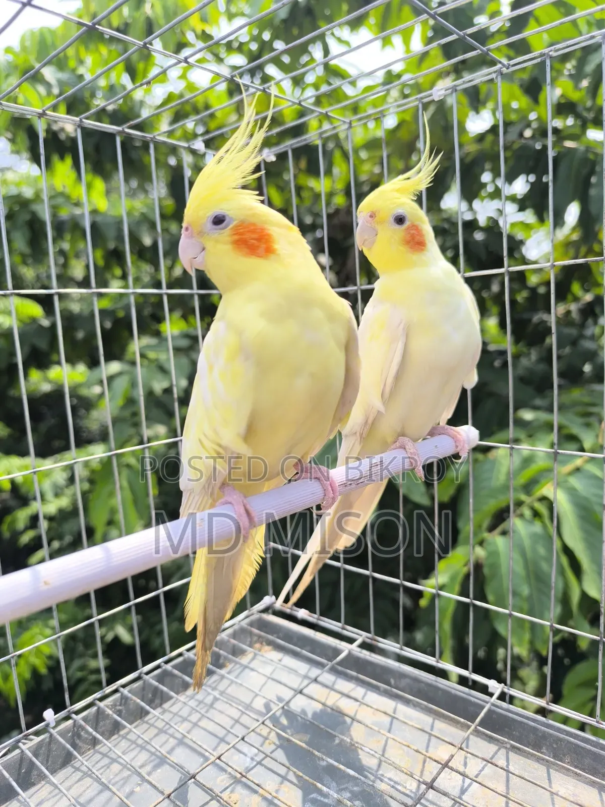 High Mutation Big Size Lutino Red Eyes Pearl Cockatiel Bird for Sale