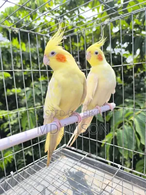 High Mutation Big Size Lutino Red Eyes Pearl Cockatiel Bird for Sale