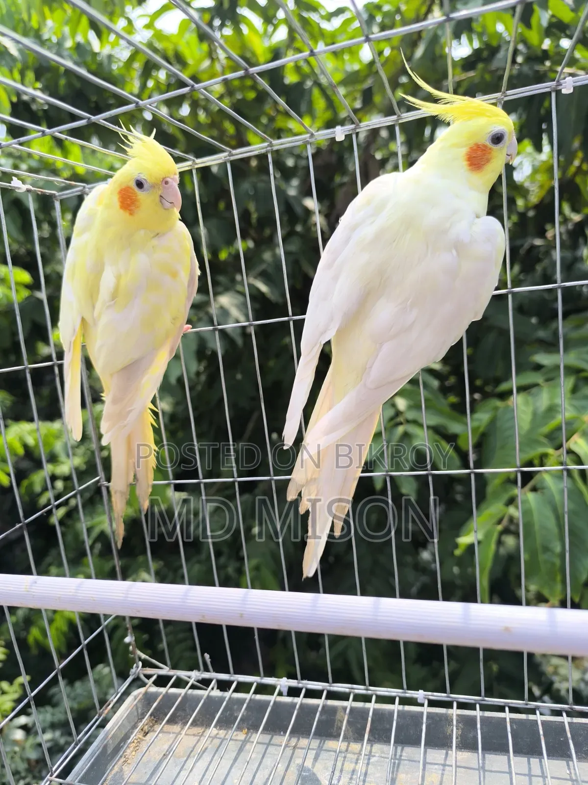 High Mutation Big Size Lutino Red Eyes Pearl Cockatiel Bird for Sale