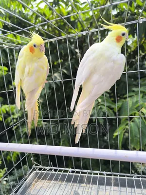 High Mutation Big Size Lutino Red Eyes Pearl Cockatiel Bird for Sale