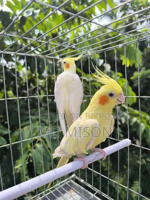 High Mutation Big Size Lutino Red Eyes Pearl Cockatiel Bird for Sale