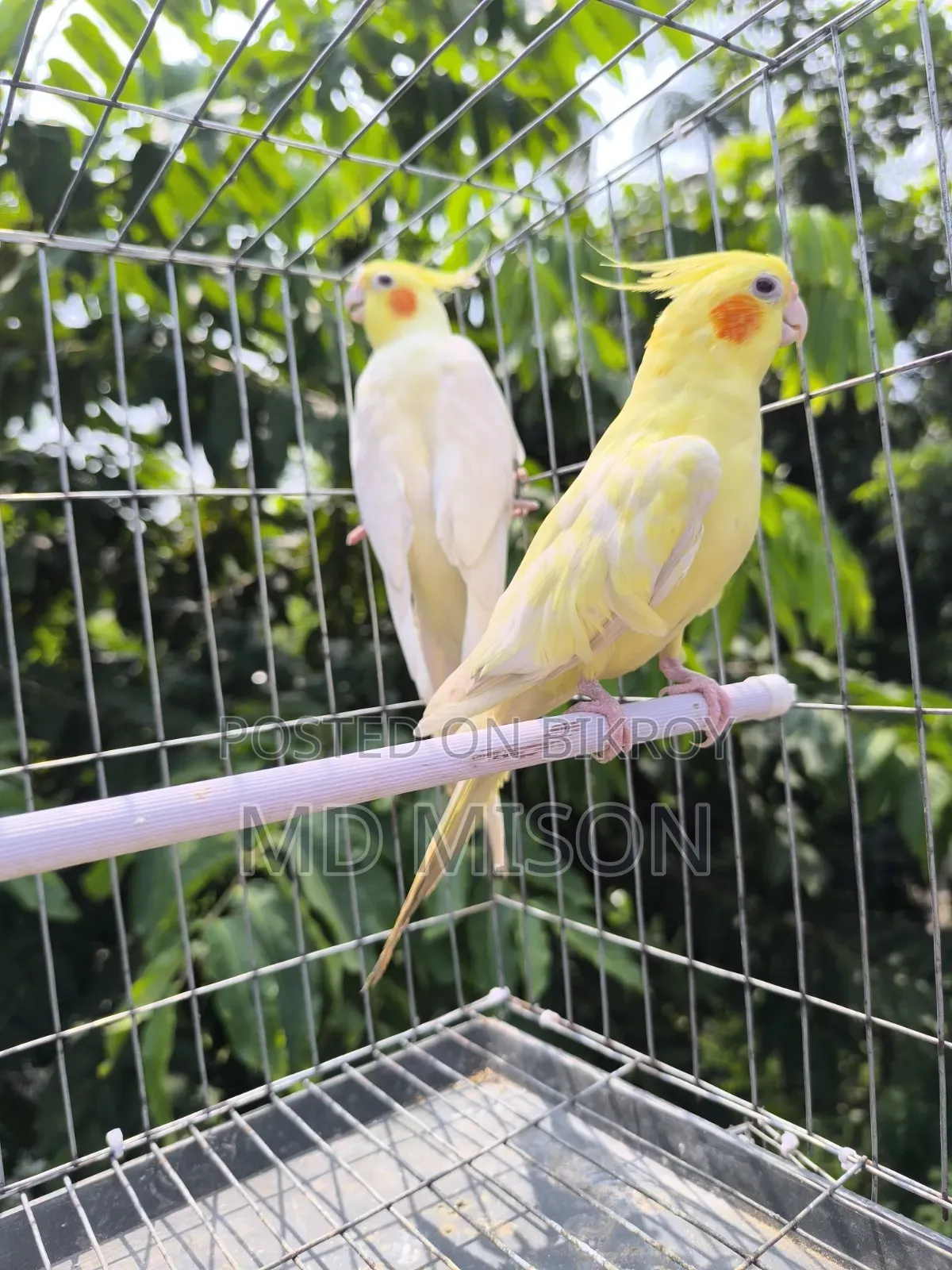 High Mutation Big Size Lutino Red Eyes Pearl Cockatiel Bird for Sale