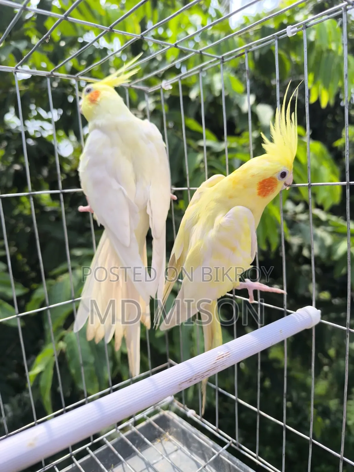 High Mutation Big Size Lutino Red Eyes Pearl Cockatiel Bird for Sale