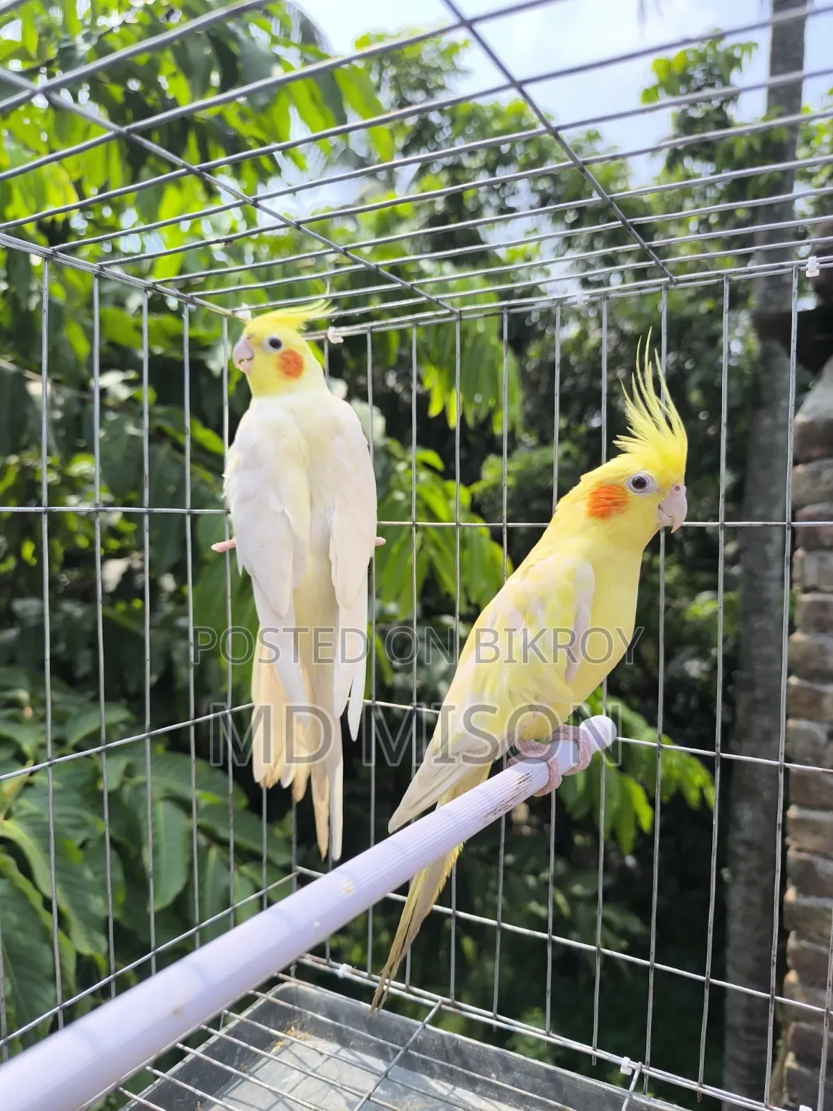 High Mutation Big Size Lutino Red Eyes Pearl Cockatiel Bird for Sale