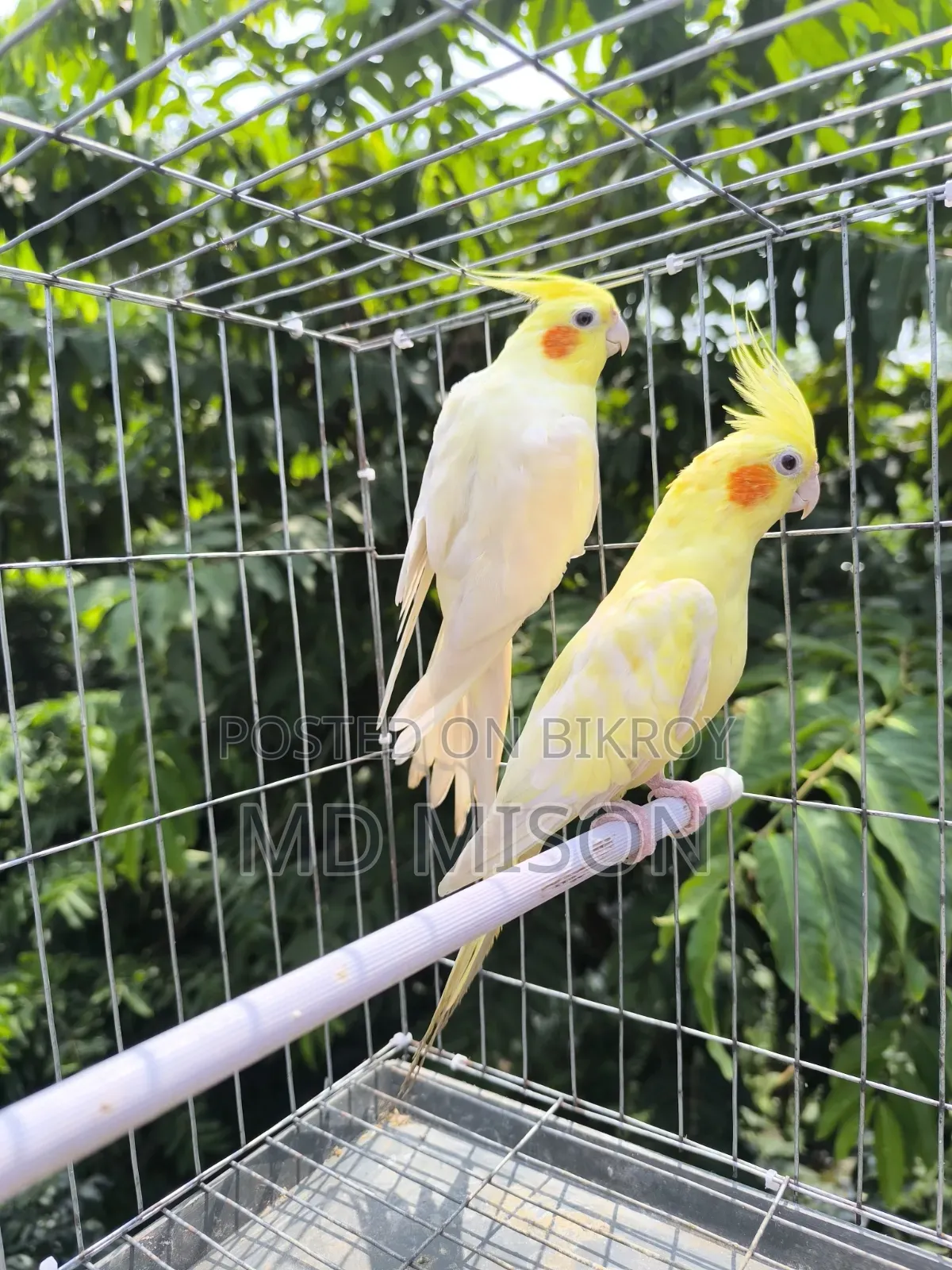 High Mutation Big Size Lutino Red Eyes Pearl Cockatiel Bird for Sale