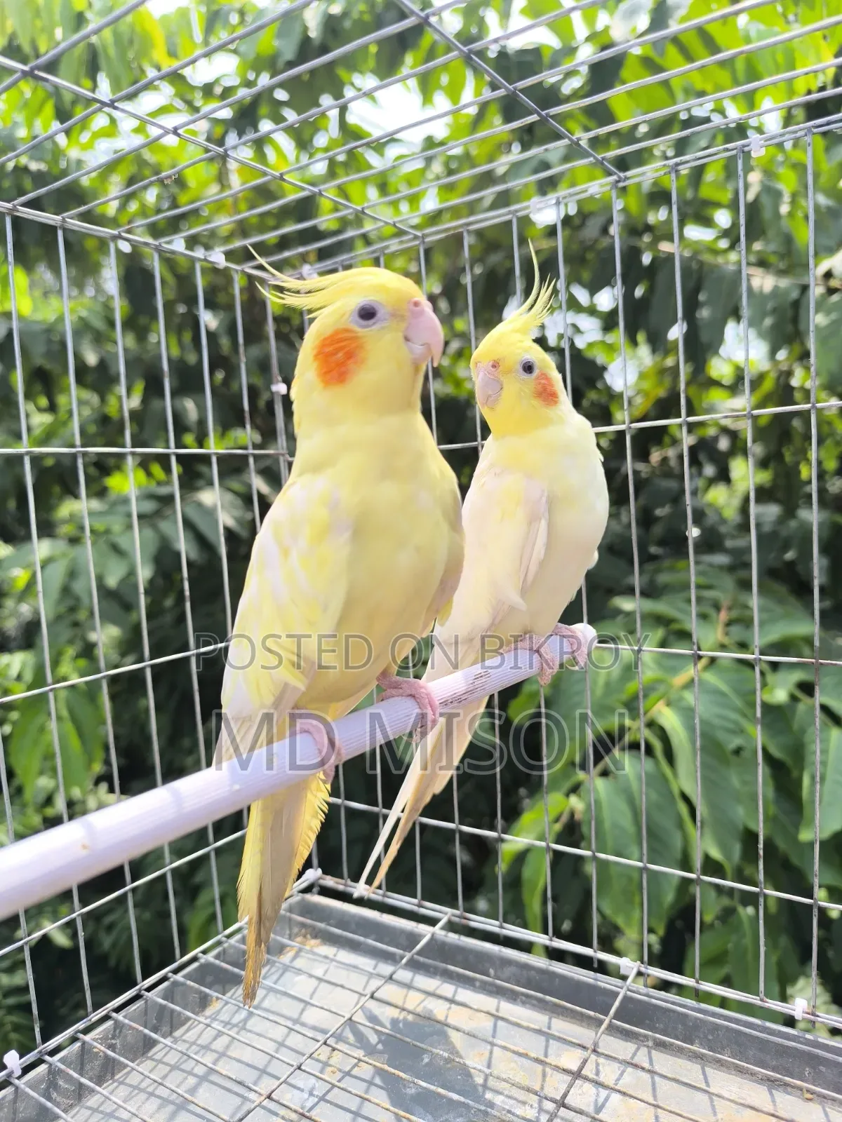High Mutation Big Size Lutino Red Eyes Pearl Cockatiel Bird for Sale