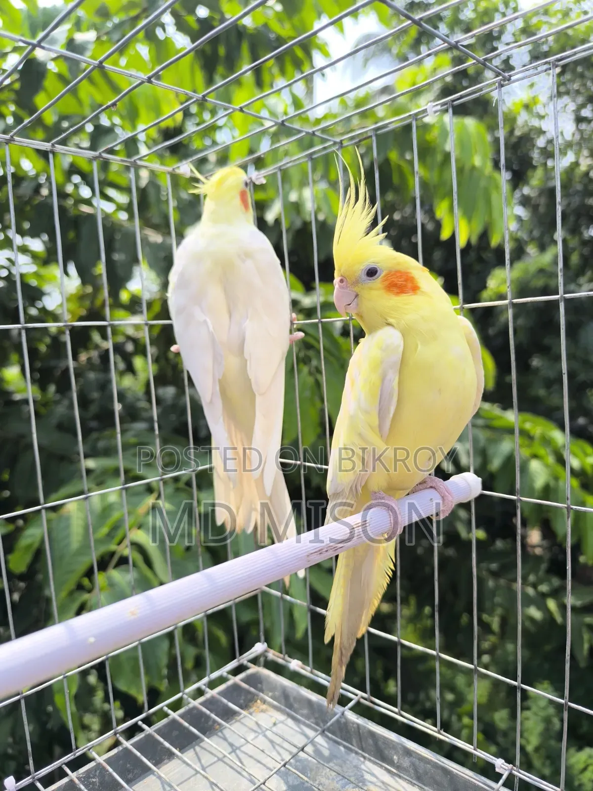 High Mutation Big Size Lutino Red Eyes Pearl Cockatiel Bird for Sale