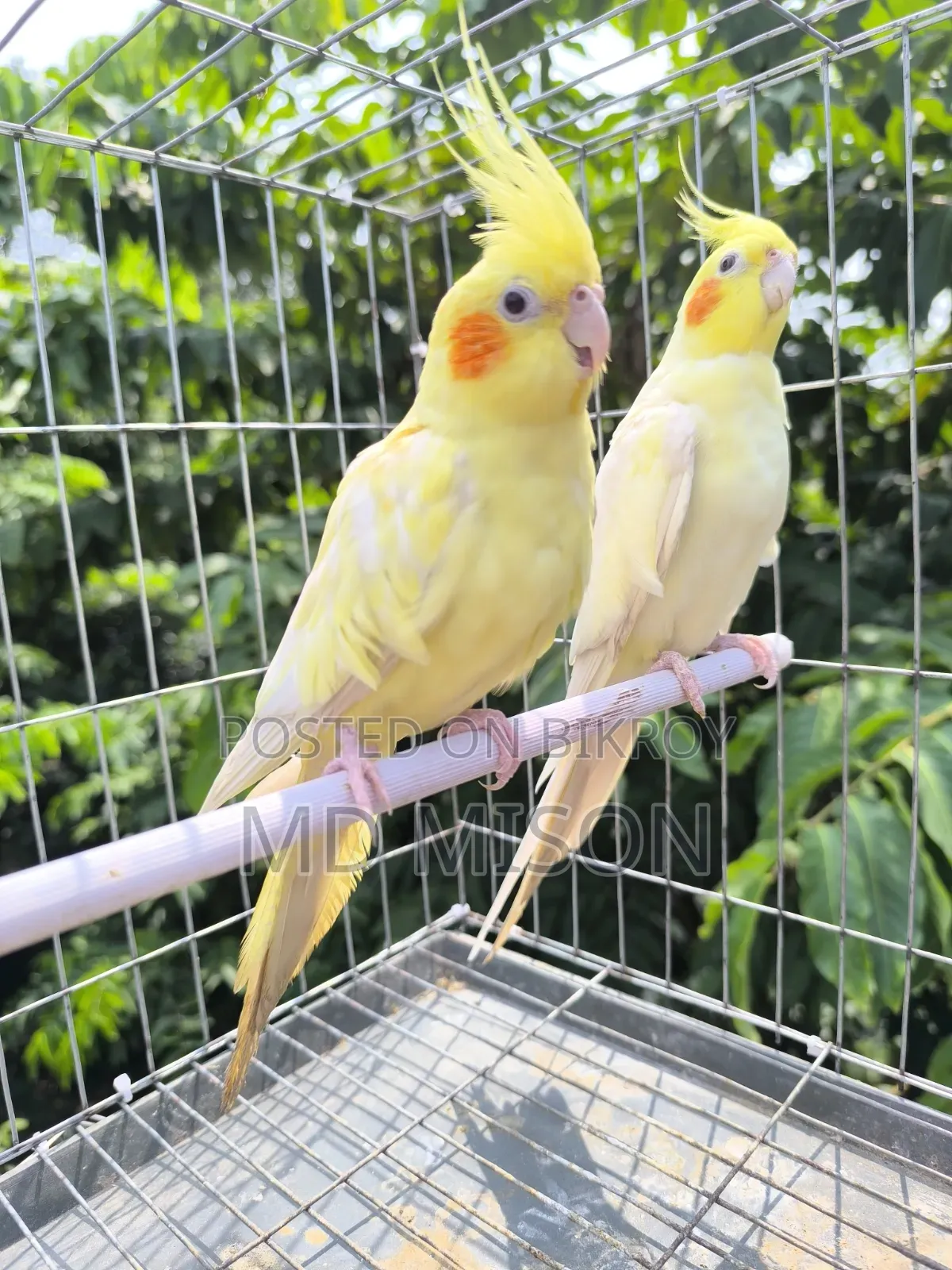 High Mutation Big Size Lutino Red Eyes Pearl Cockatiel Bird for Sale