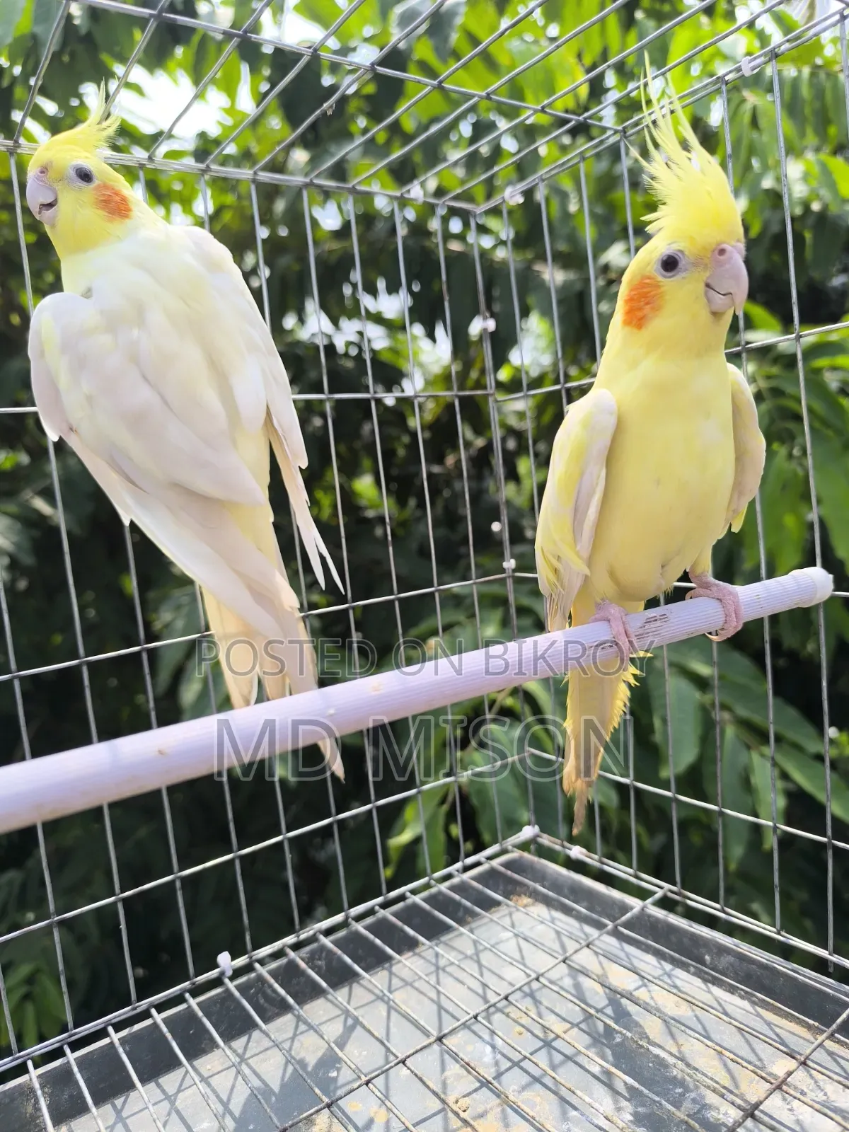 High Mutation Big Size Lutino Red Eyes Pearl Cockatiel Bird for Sale