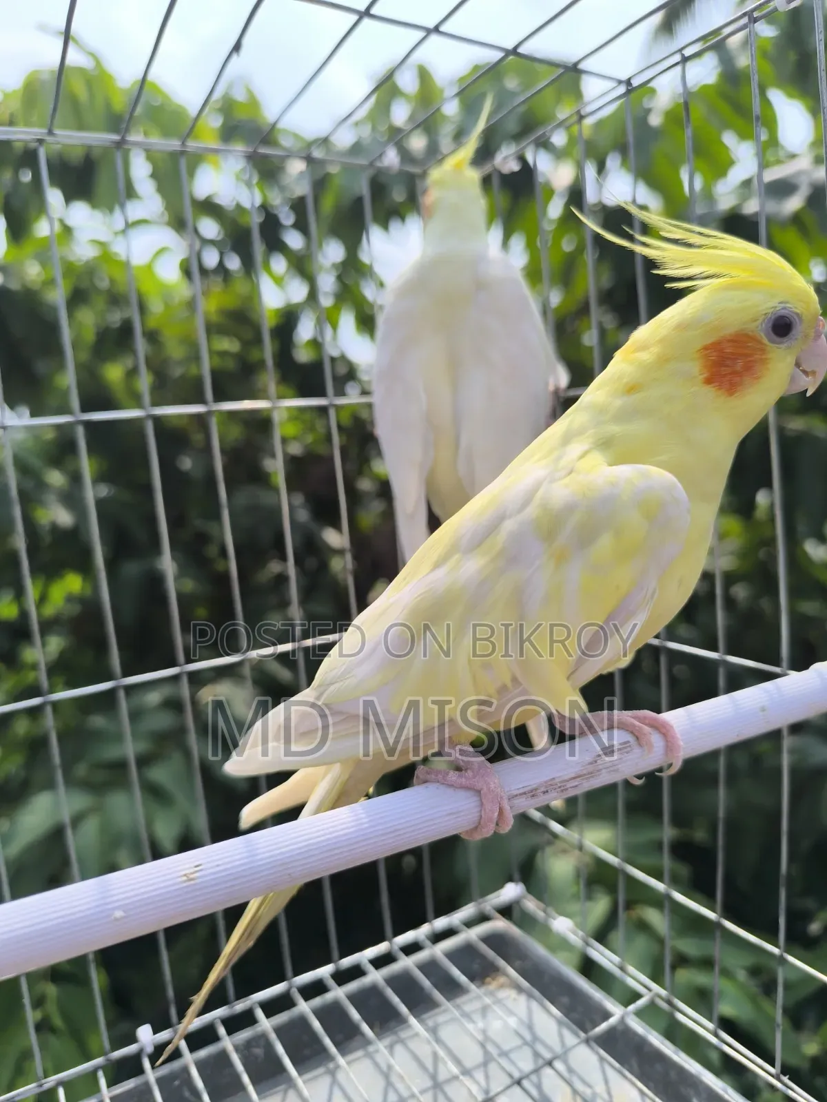 High Mutation Big Size Lutino Red Eyes Pearl Cockatiel Bird for Sale