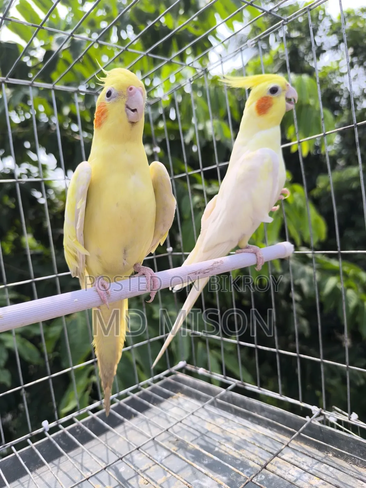 High Mutation Big Size Lutino Red Eyes Pearl Cockatiel Bird for Sale