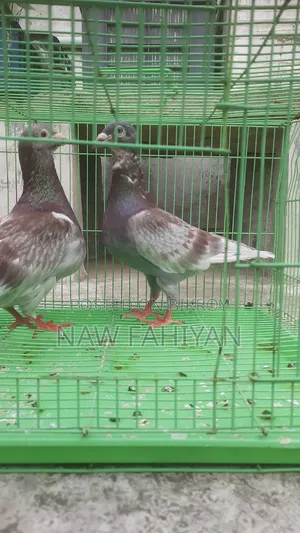 Racer Pigeon