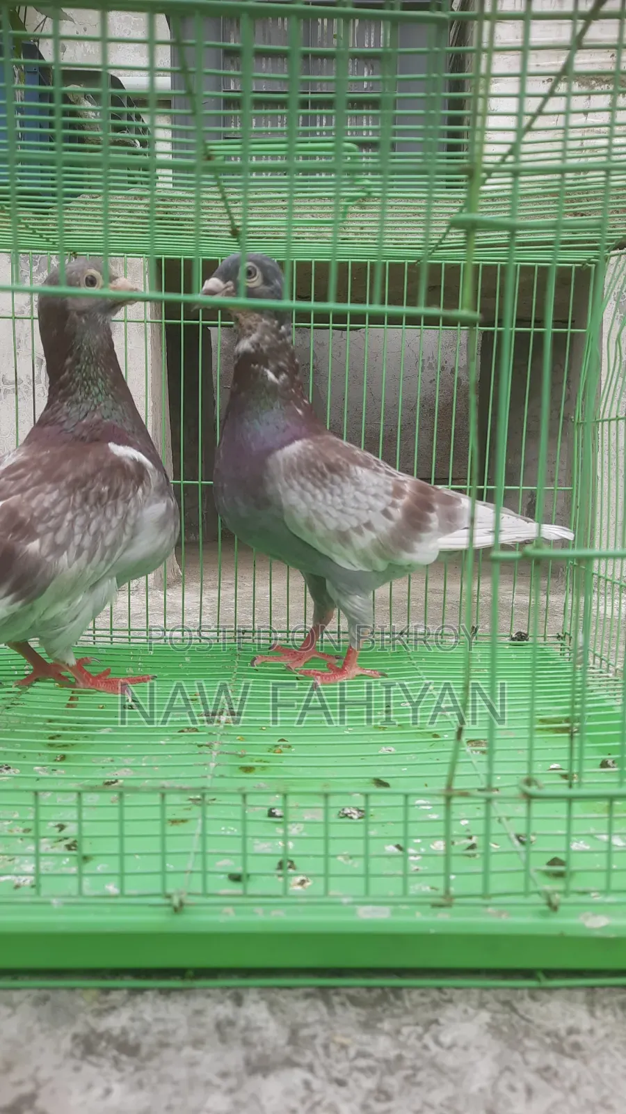 Racer Pigeon