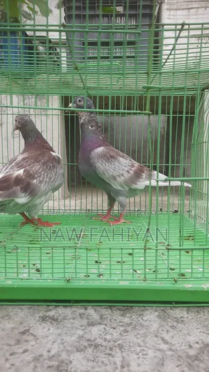 Racer Pigeon