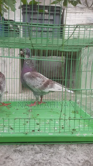 Racer Pigeon