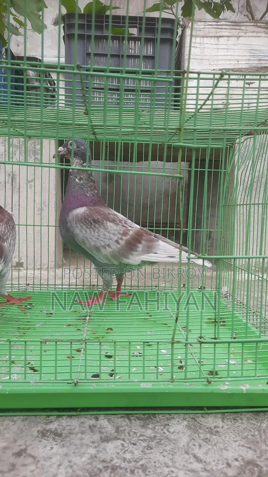 Racer Pigeon