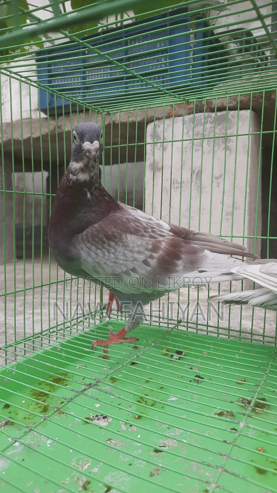 Racer Pigeon