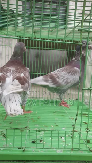 Racer Pigeon