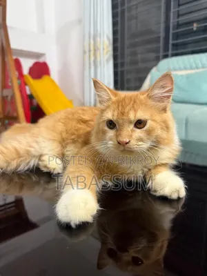 ৩-৬ মাসের পুরুষ খাঁটি পার্সিয়ান