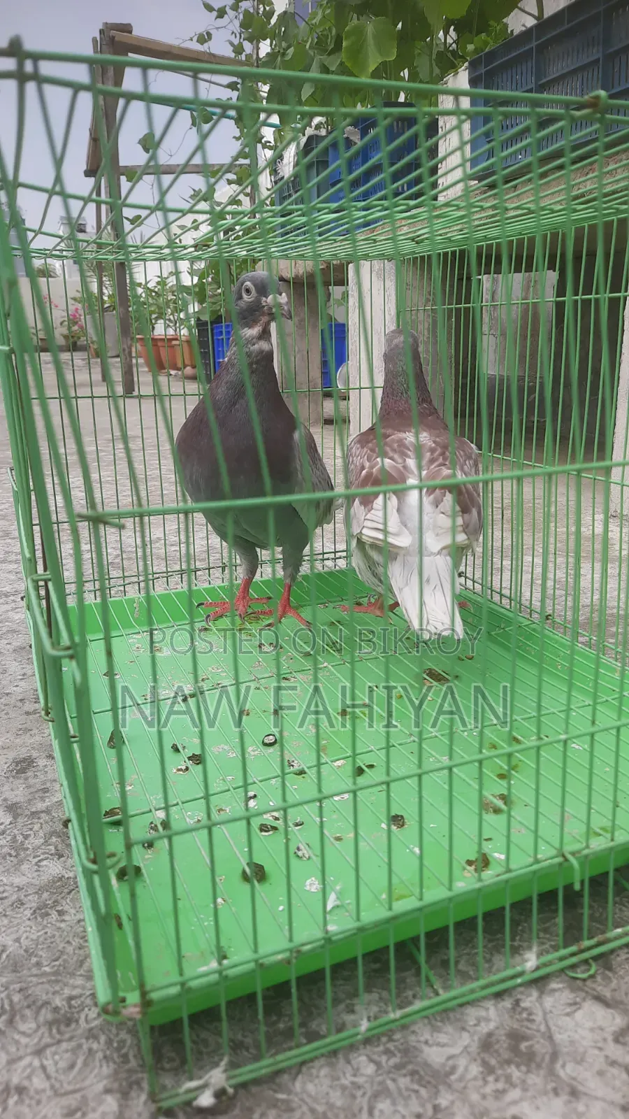 Racer Pigeon