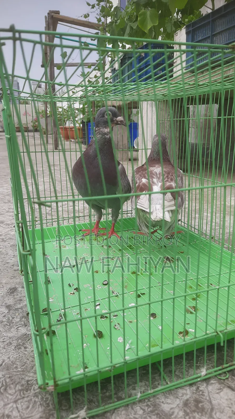 Racer Pigeon