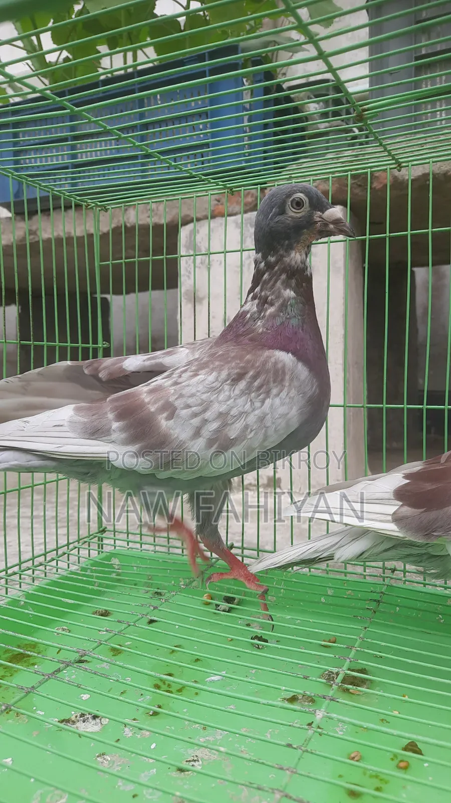 Racer Pigeon
