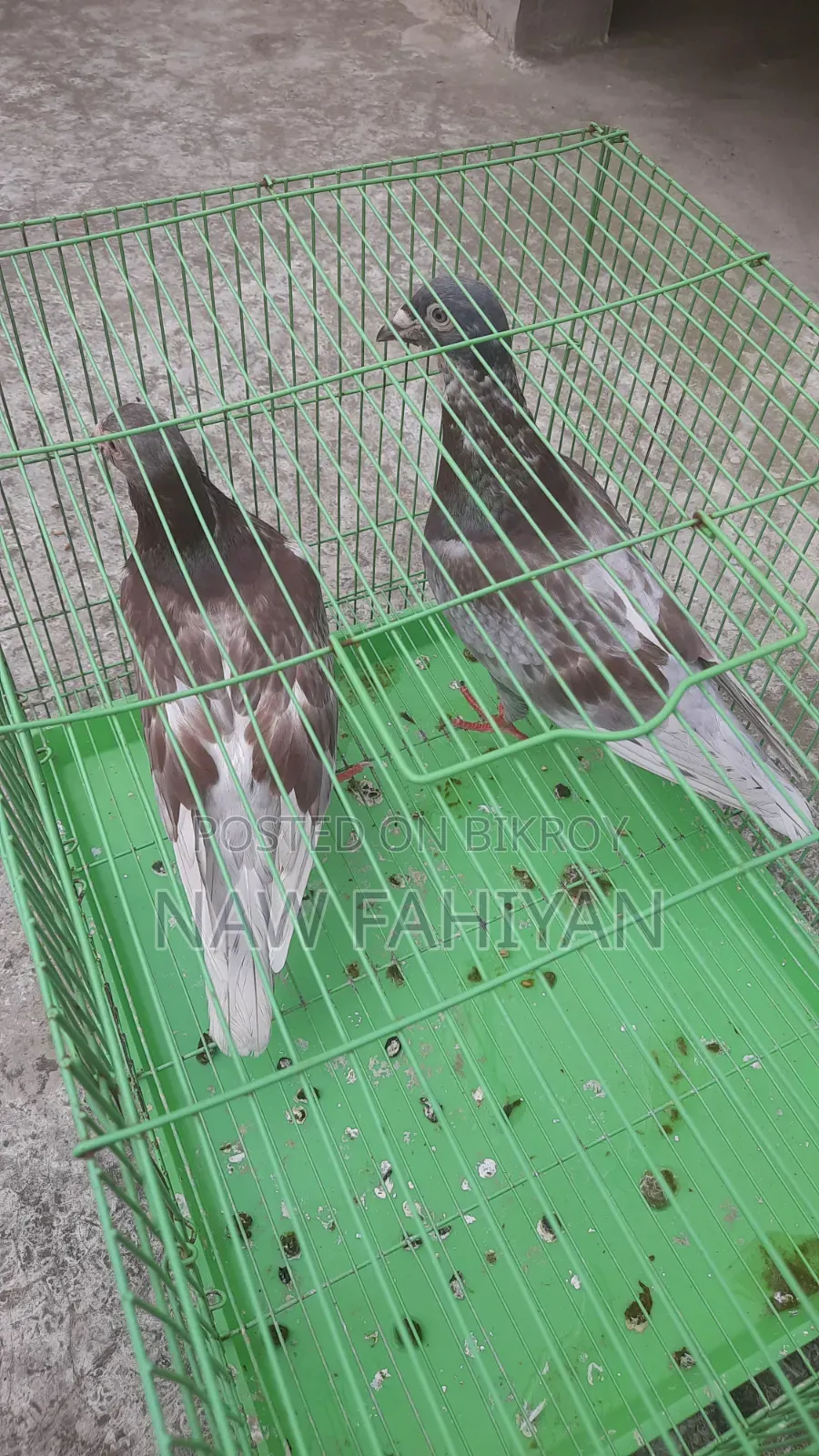 Racer Pigeon