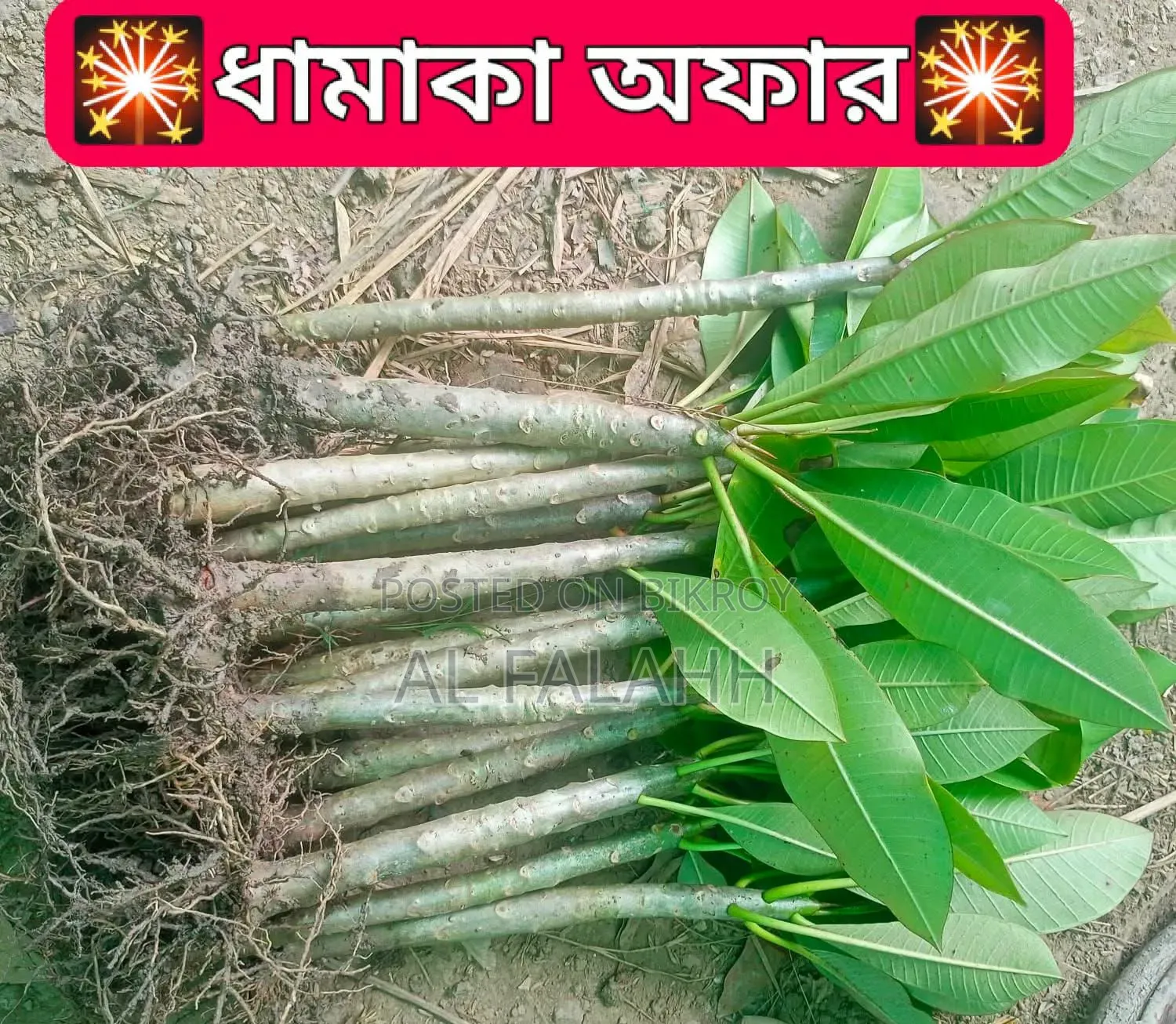 Frangipani Sapling Offer Ongoing