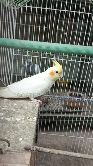 Running Female Cockatiel