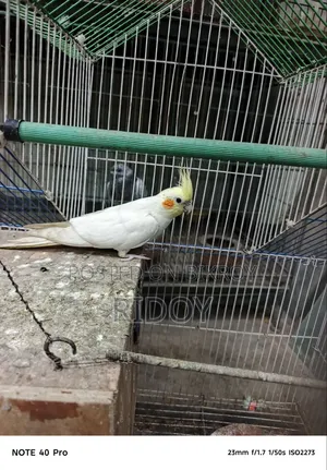 Running Female Cockatiel