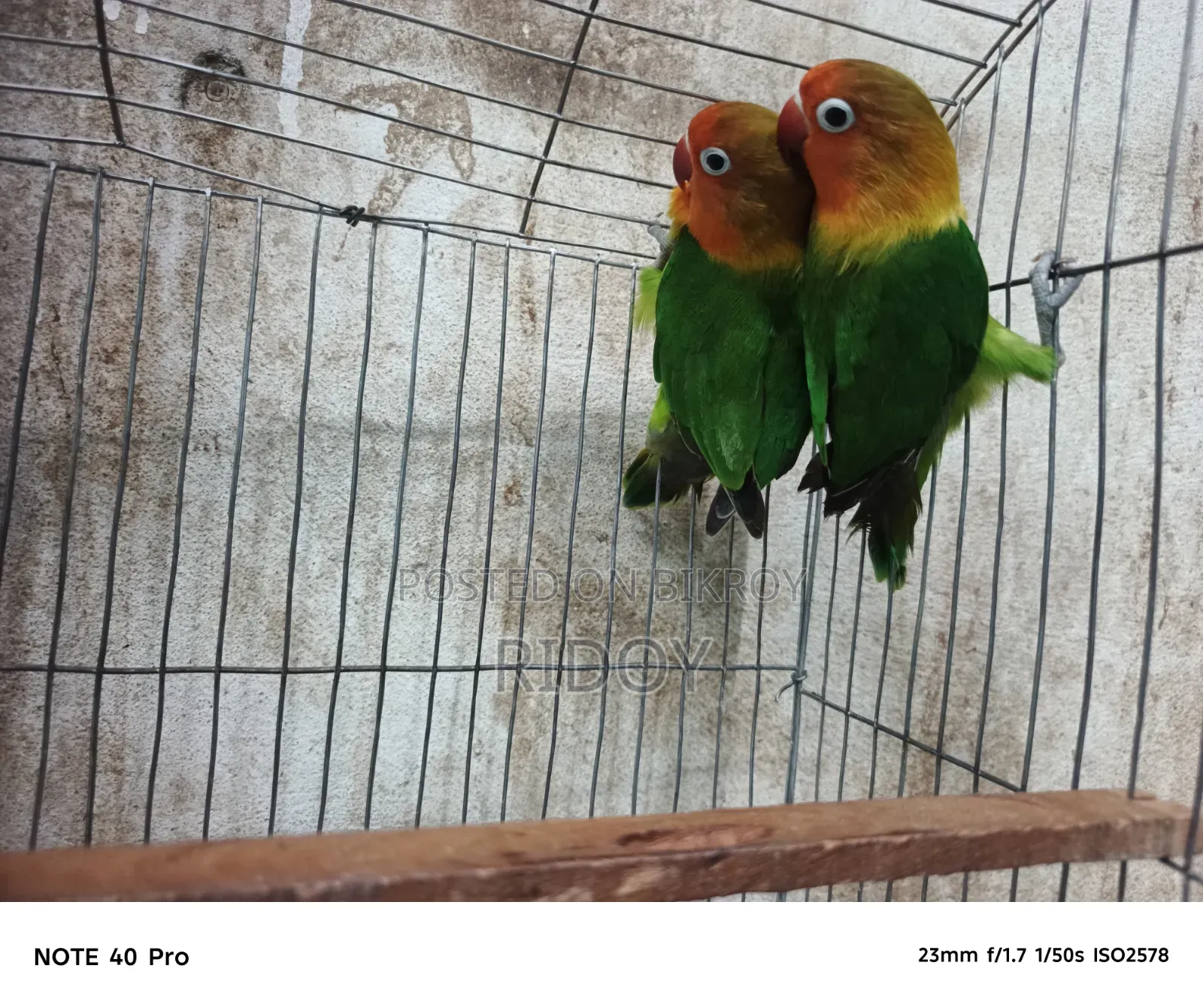 Running Love Bird Pair