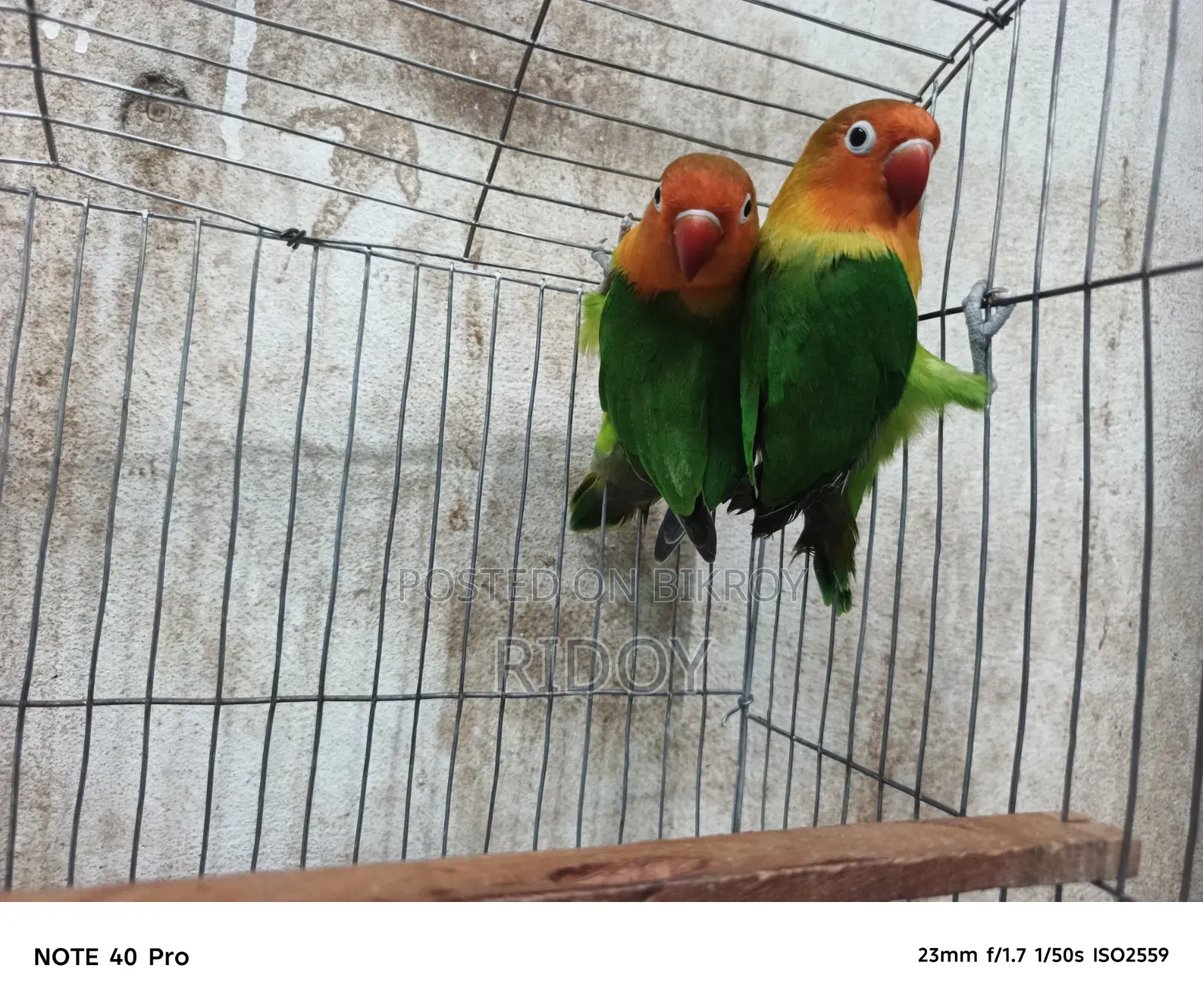 Running Love Bird Pair