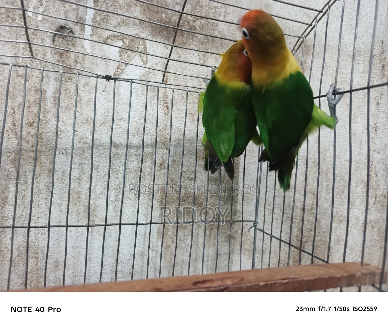 Running Love Bird Pair