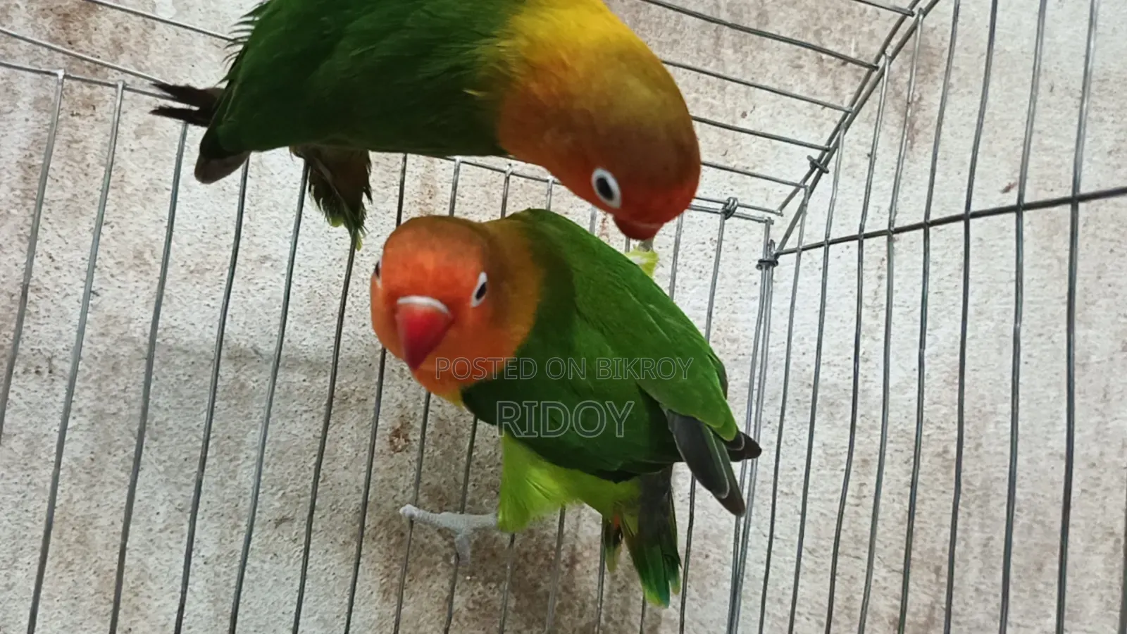 Running Love Bird Pair
