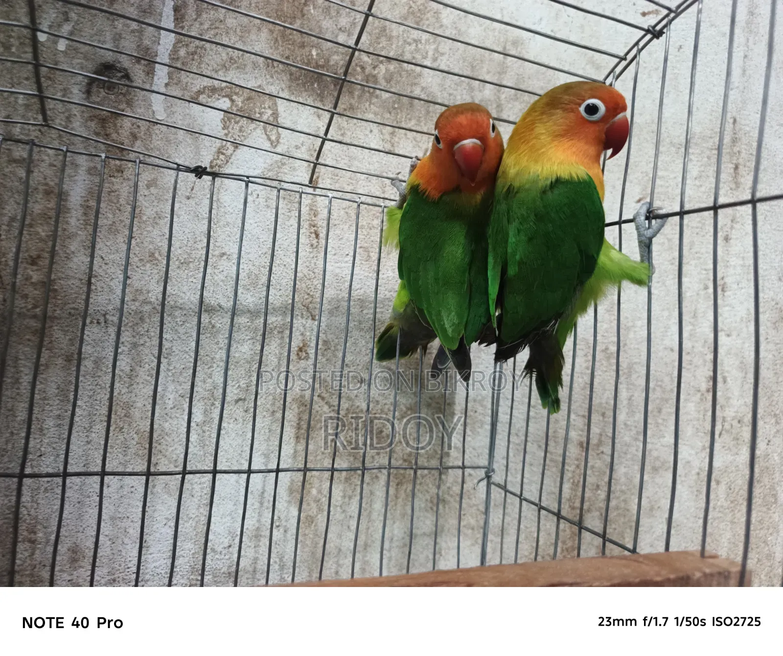 Running Love Bird Pair