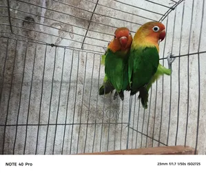 Running Love Bird Pair