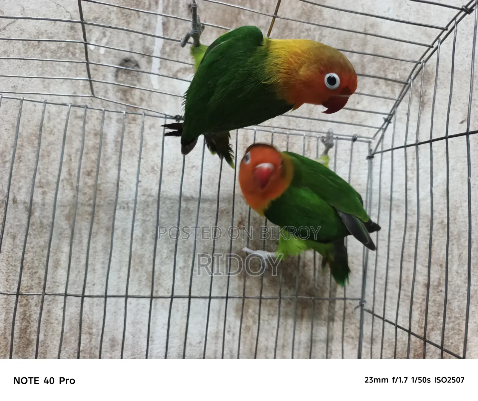 Running Love Bird Pair