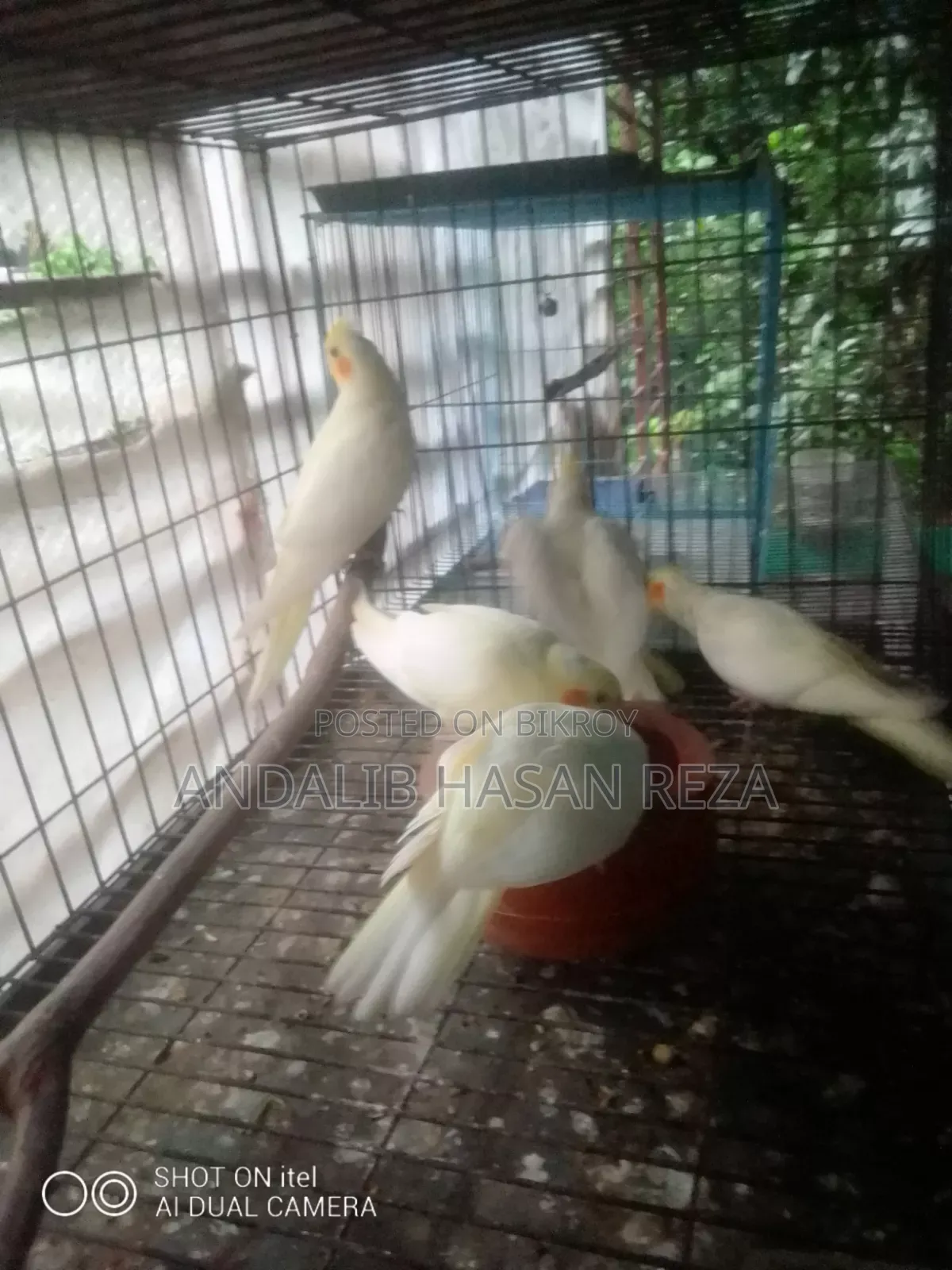 লুটিনো ককটেল বেবি