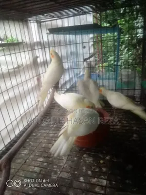 লুটিনো ককটেল বেবি