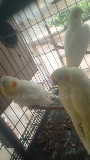 লুটিনো ককটেল বেবি