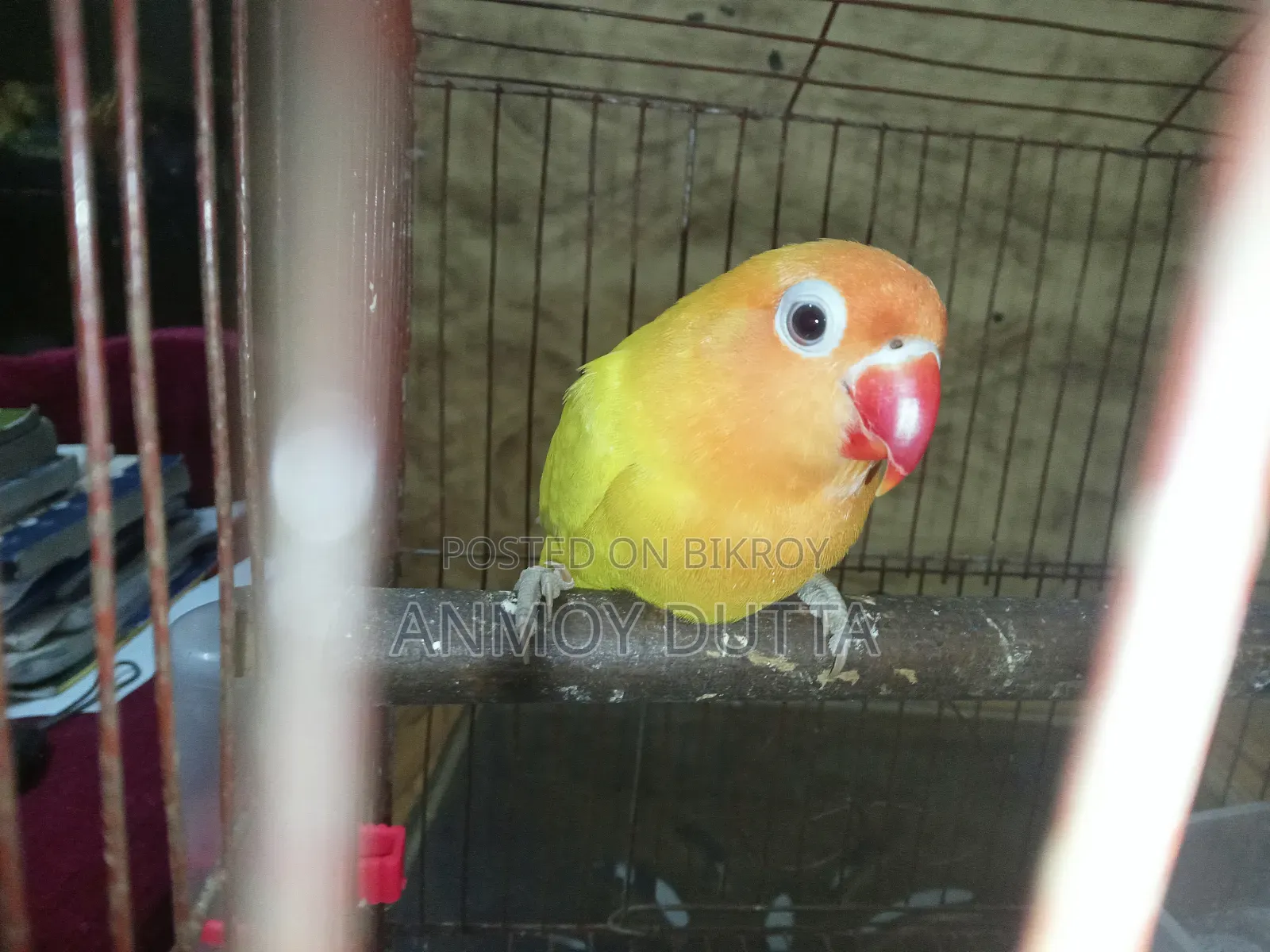 Love Bird (Male)