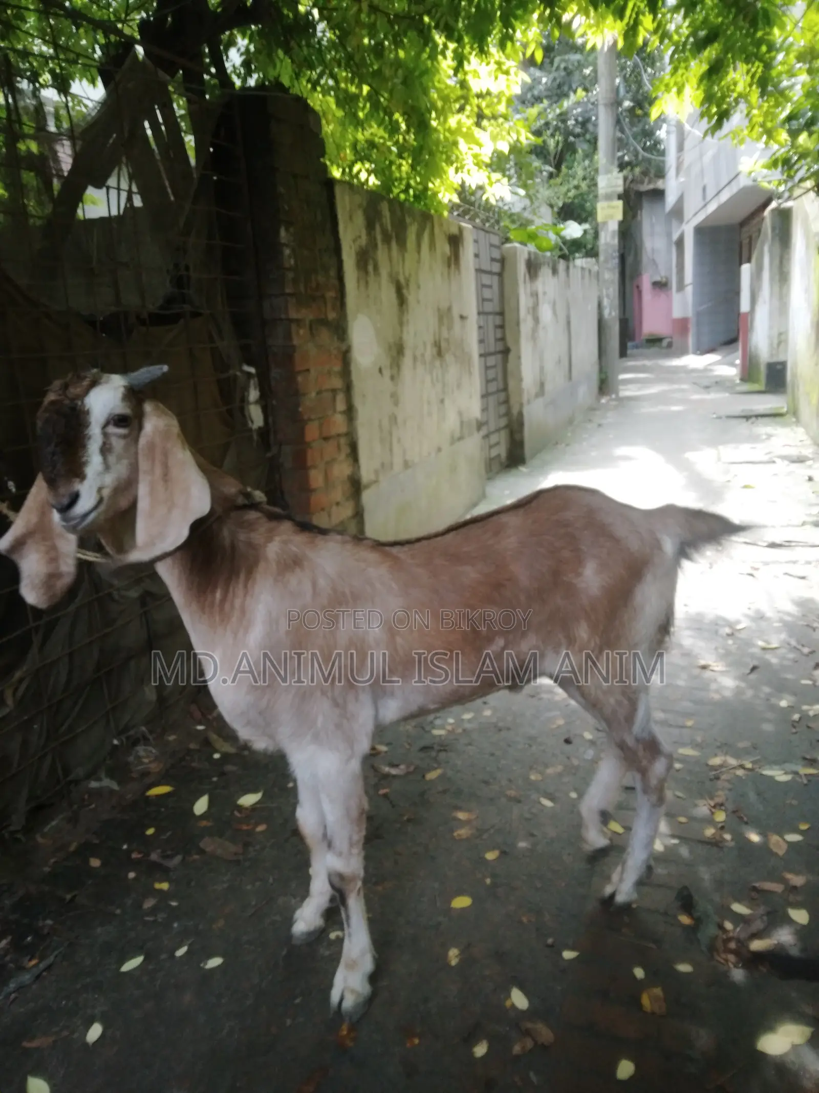 Healthy Castrated Goat for Sale