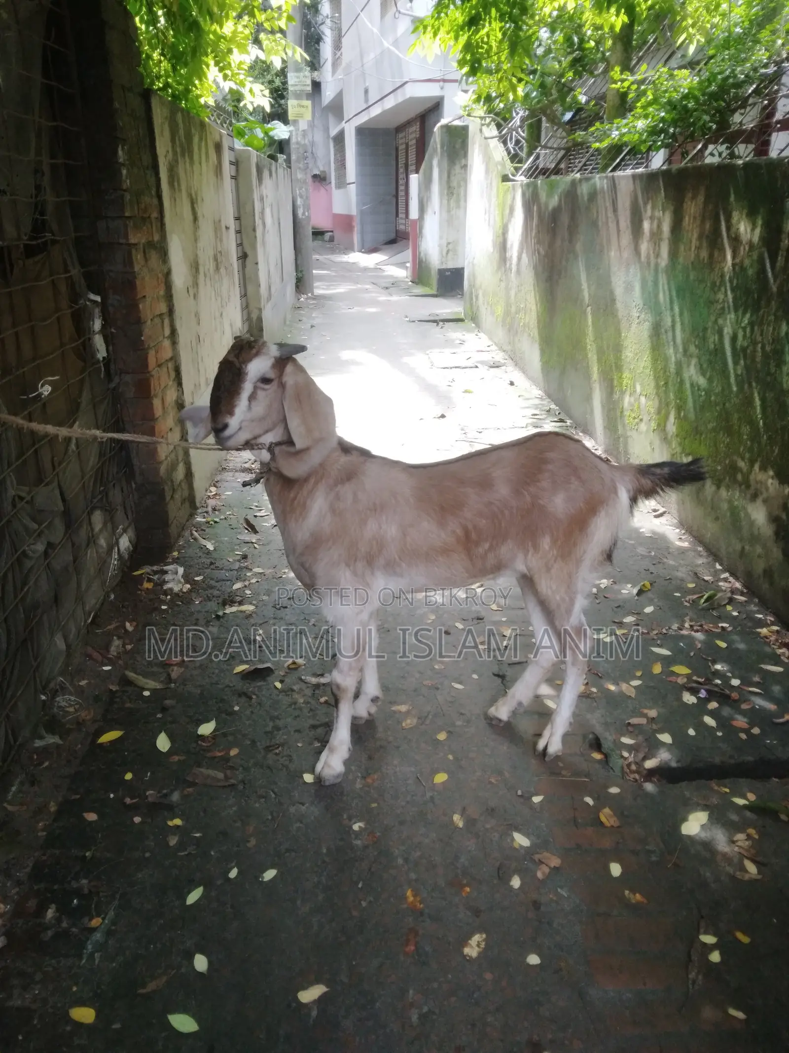 Healthy Castrated Goat for Sale
