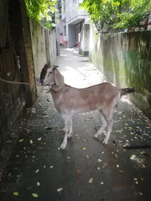 Healthy Castrated Goat for Sale