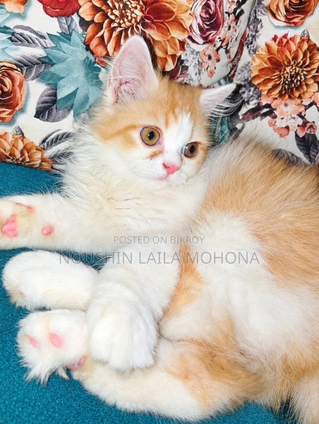 3-6 months Male Purebred Persian