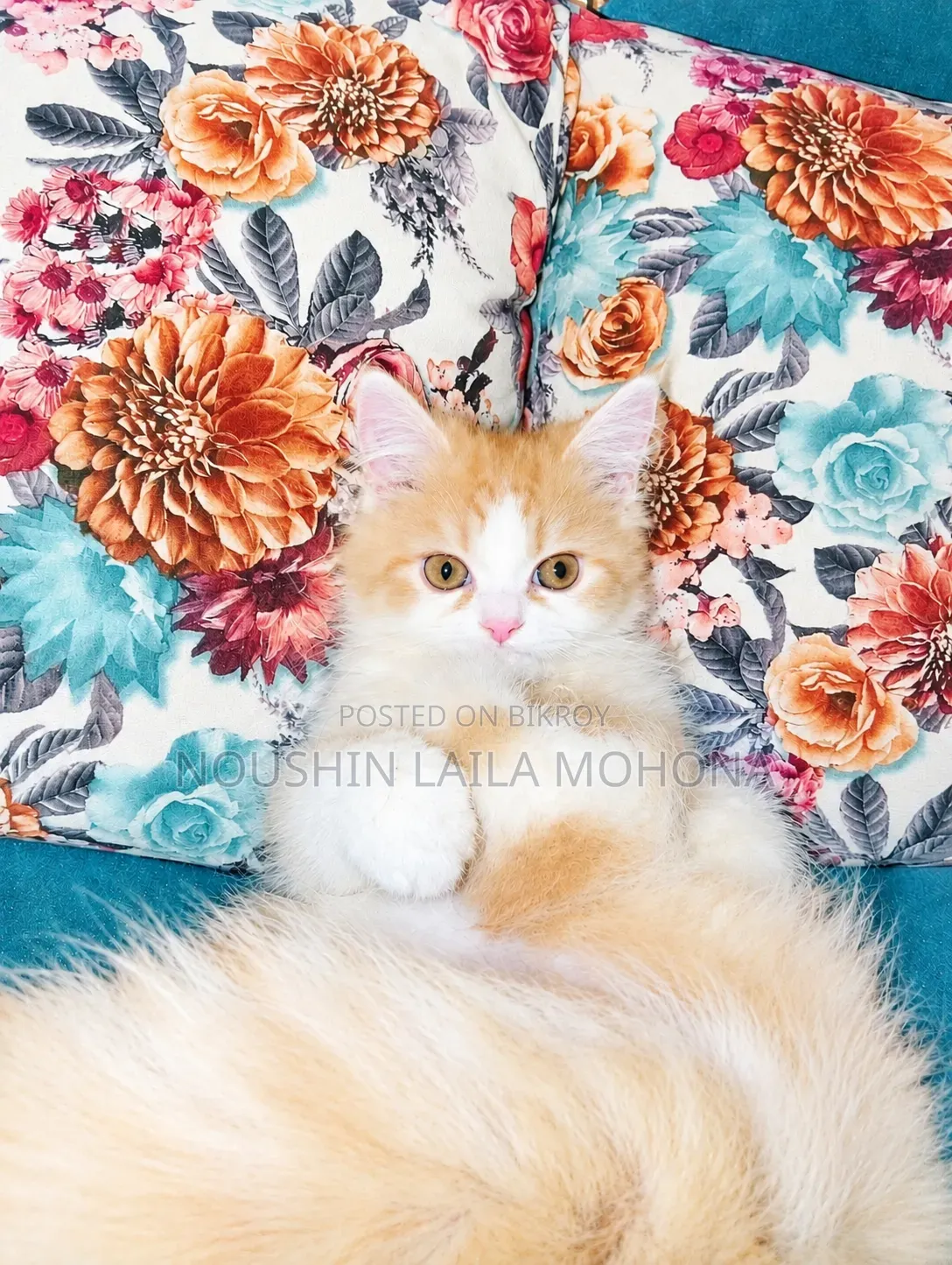 3-6 months Male Purebred Persian