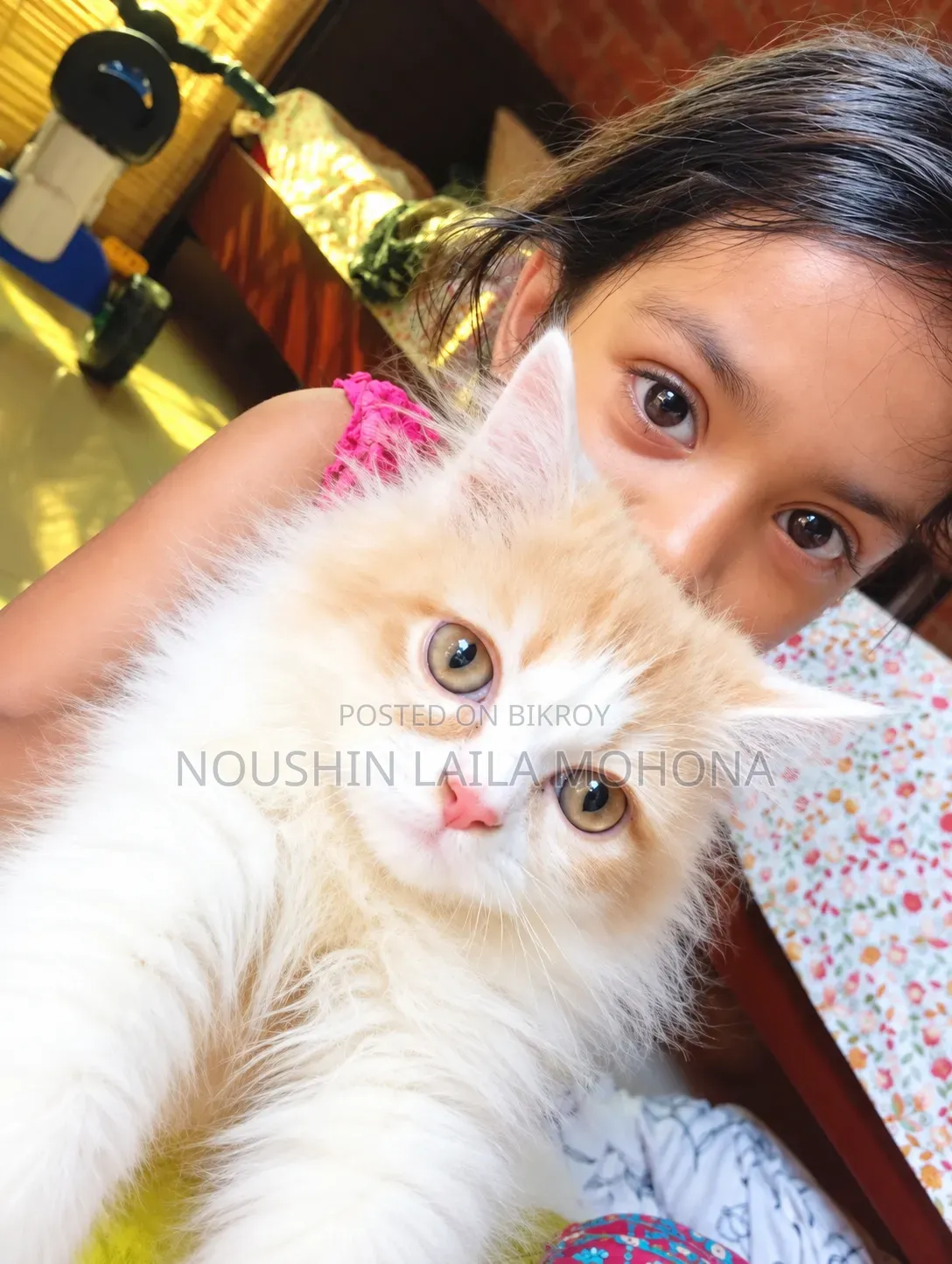 3-6 months Male Purebred Persian