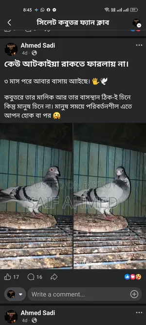 সভজি রেসার নর কবুতর