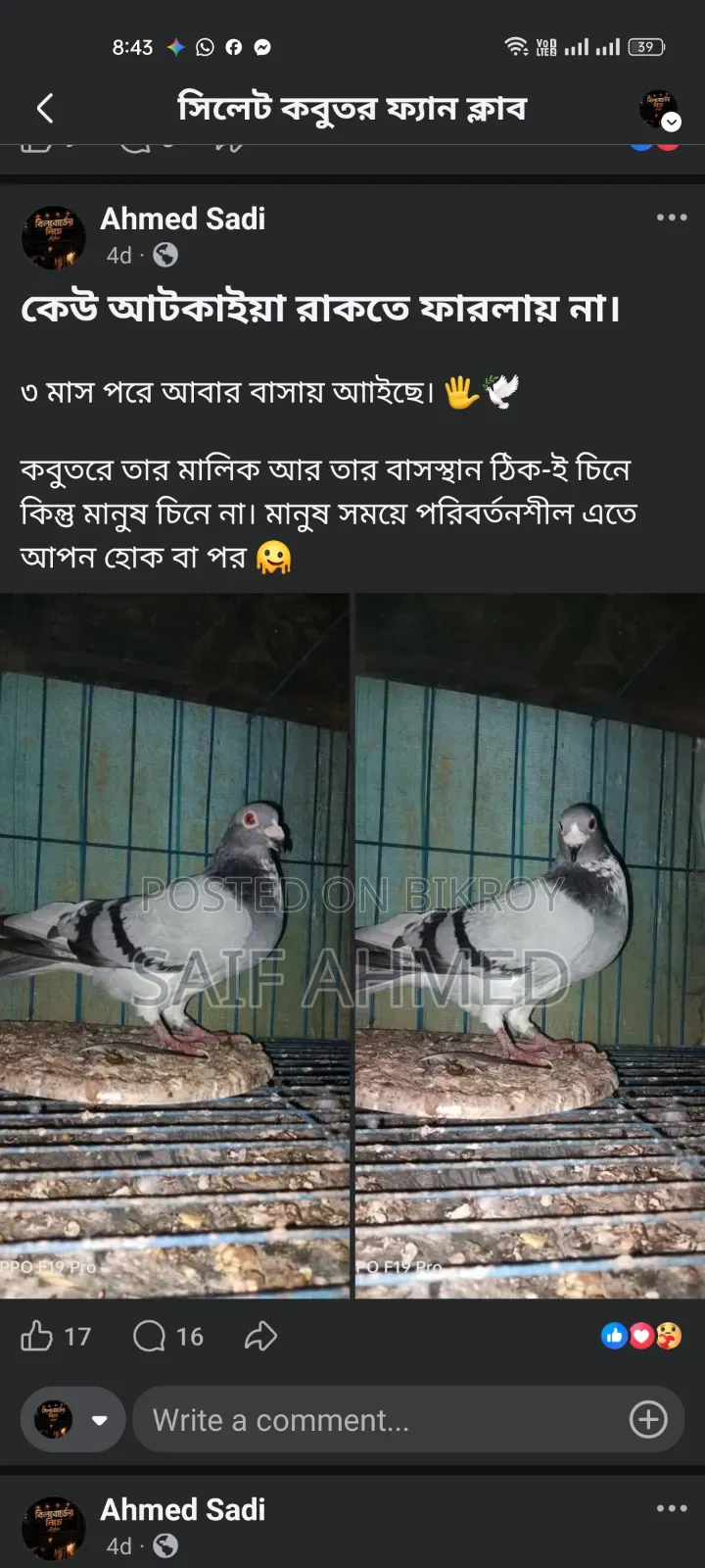 সভজি রেসার নর কবুতর